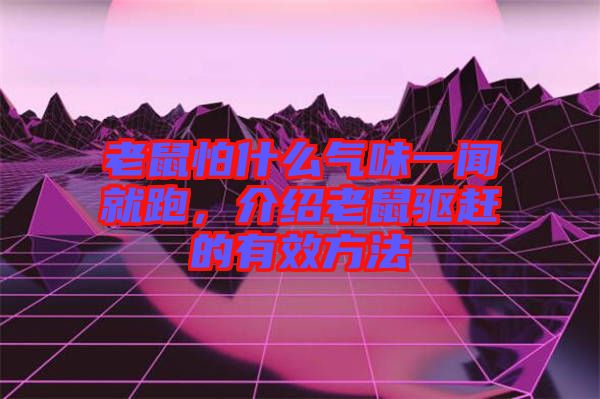 老鼠怕什么氣味一聞就跑，介紹老鼠驅趕的有效方法